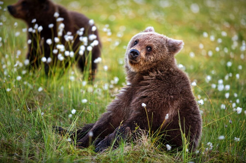 Годовалый медведь фото