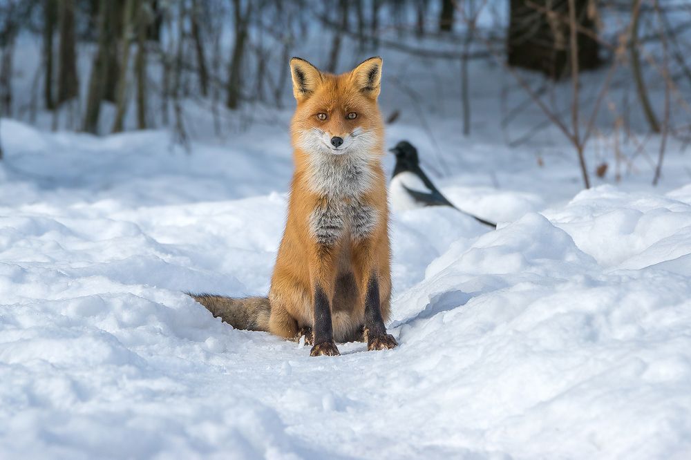 Финская лиса фото