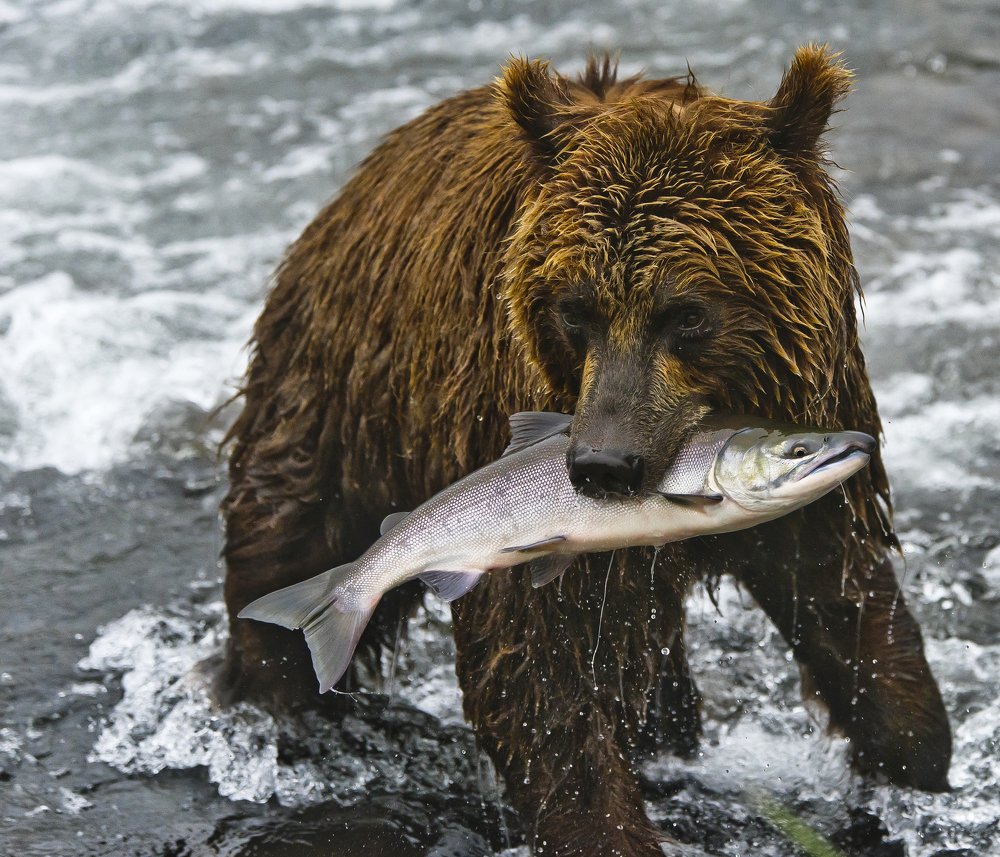 Медведь с рыбой в зубах