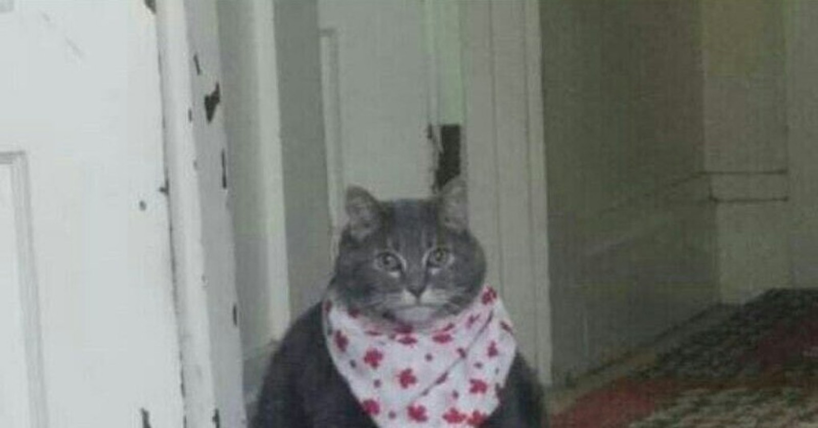 Толстый кот в платочке