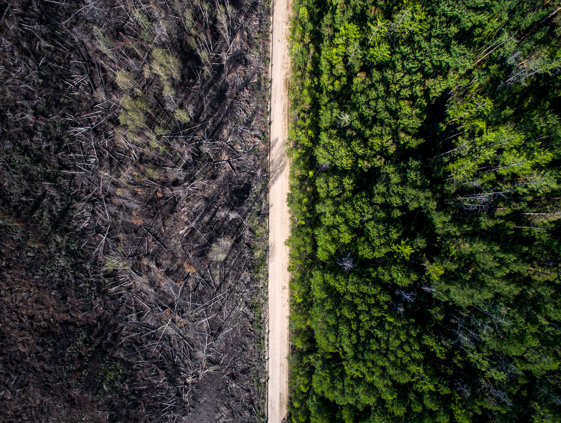 Фото Лесов До И После