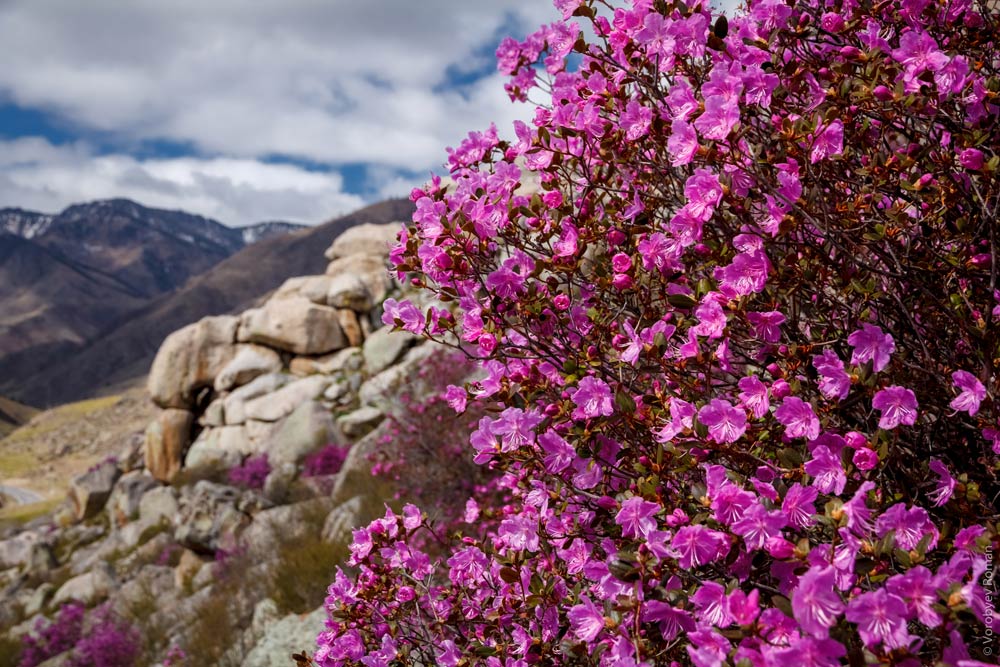 Алтайская сакура фото