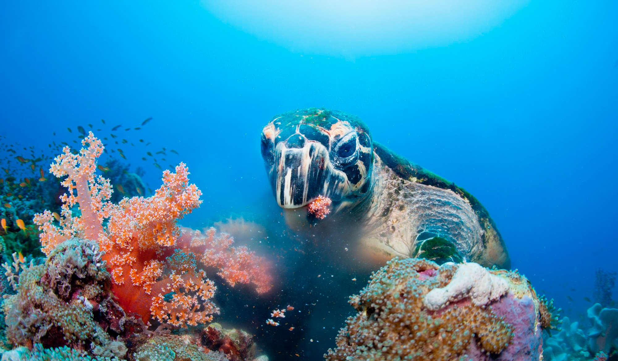 Живые обитатели океана. Морские обитатели. Подводные животные. Подводный мир океана.
