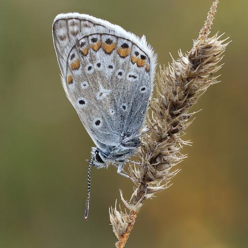 Preview Photographer\'s photo Чепленко Алексей