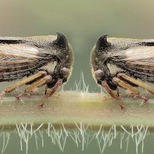 Превью фотографии фотографа FENG.W