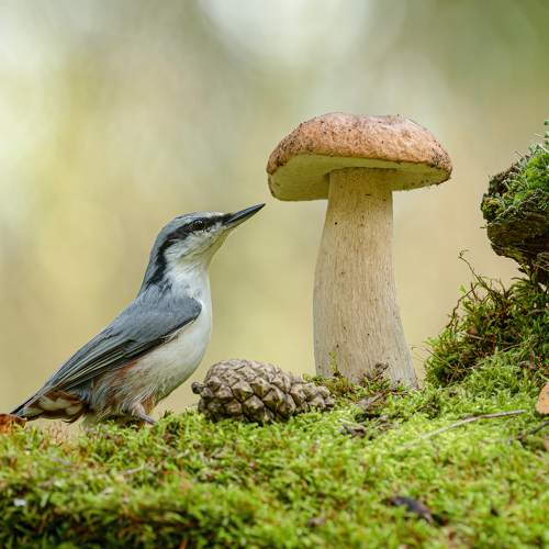 Превью фотографии фотографа Андрей Киселёв