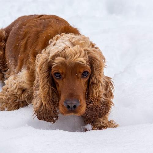 Превью фотографии фотографа Орлов Олег