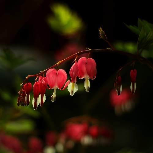 Превью фотографии фотографа Лайко Марина