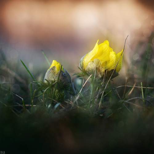 Желтые первые весенние цветы - 80 фото