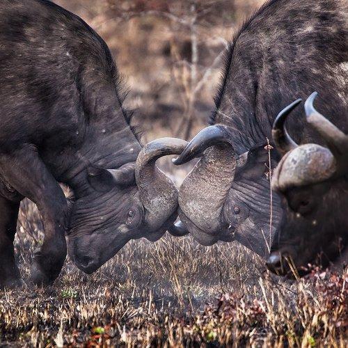 Preview Photographer\'s photo Andre Victor