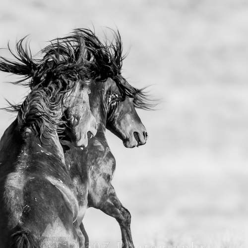 Превью фотографии фотографа Tony Douzenis