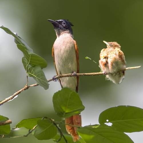 Превью фотографии фотографа prasenjit sinha