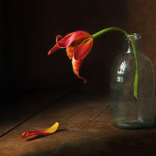 Превью фотографии фотографа Буглак Инна