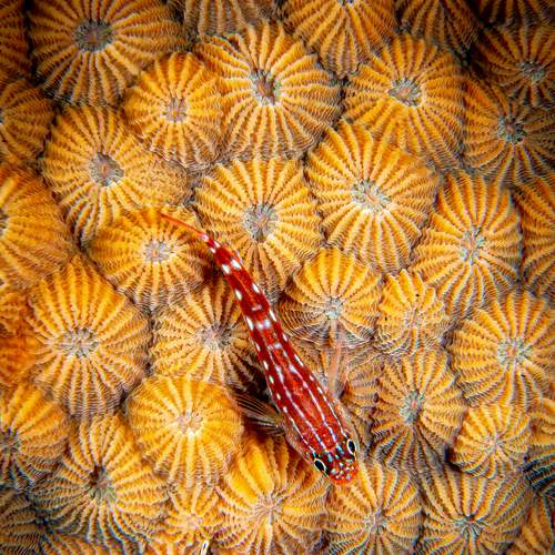 Превью фотографии фотографа Plakida Alexander