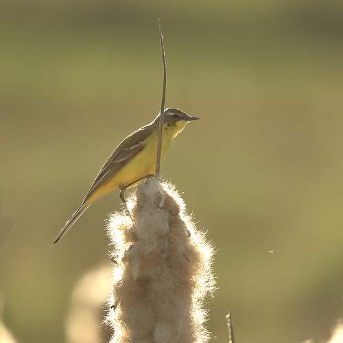 Превью фотографии фотографа D Nastasia