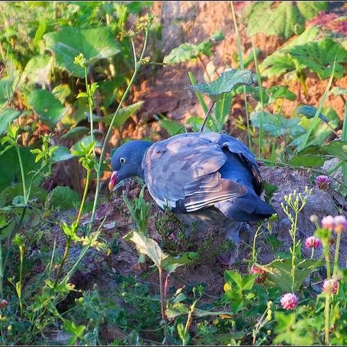Фото тега вяхирь (дикий лесной голубь). 35photo.pro