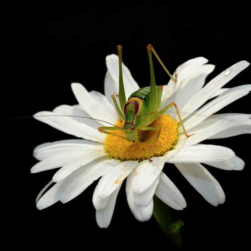 Превью фотографии фотографа Елена Нижегородцева