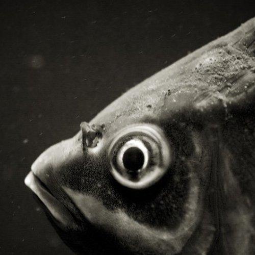 Превью фотографии фотографа Кирилл Кириллов