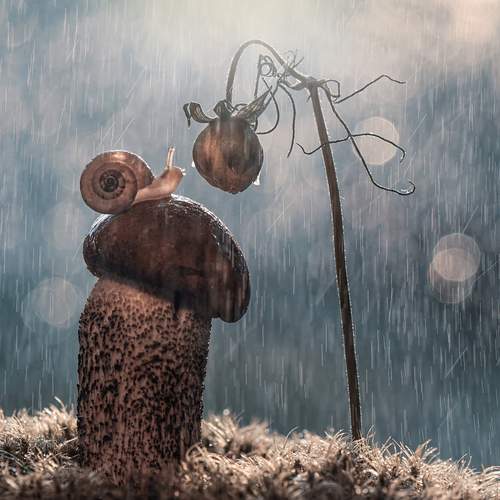 Превью фотографии фотографа Lapshina Vladlena