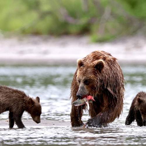 Превью фотографии фотографа Голубков Леонид