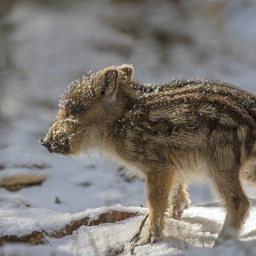 Preview Photographer\'s photo Darius Babelis