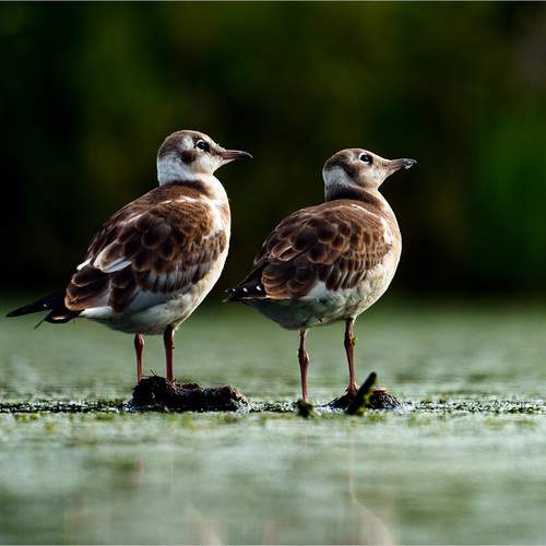 Preview Photographer\'s photo Alexander Velin