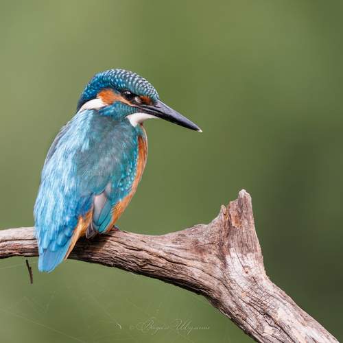 Превью фотографии фотографа Шульгин Вадим