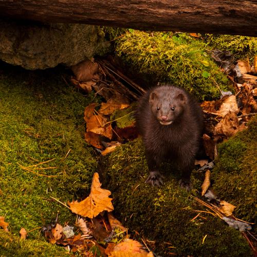 Превью фотографии фотографа Романенко Денис
