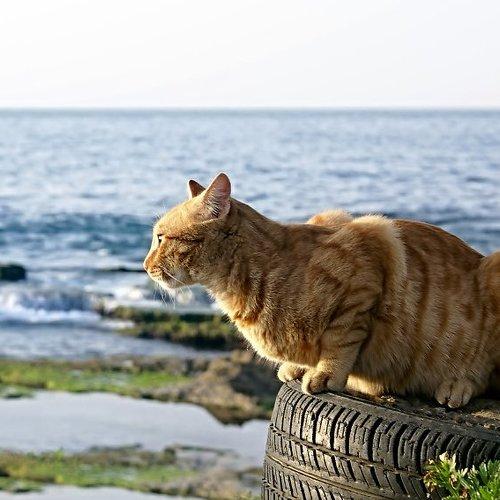 Preview Photographer\'s photo Мария Горская