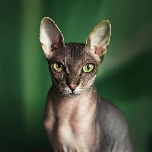 Фото тега Кошка портрет лысая кошка. 35photo.pro