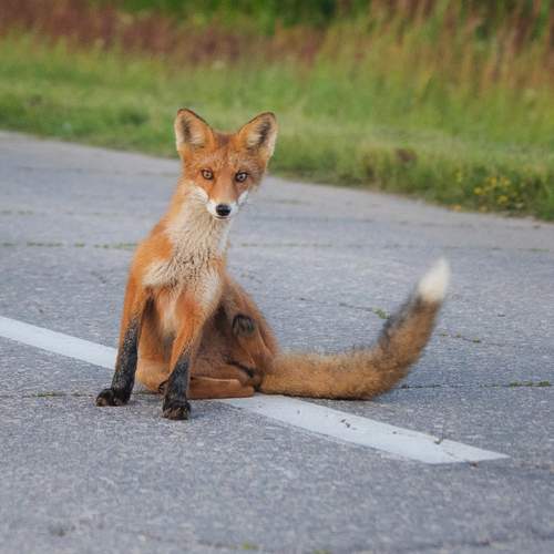 Превью фотографии фотографа Абашкин Сергей