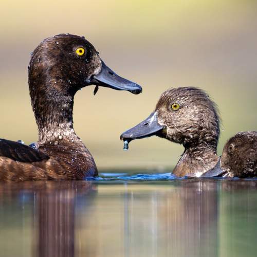 Превью фотографии фотографа Ruslan Pl