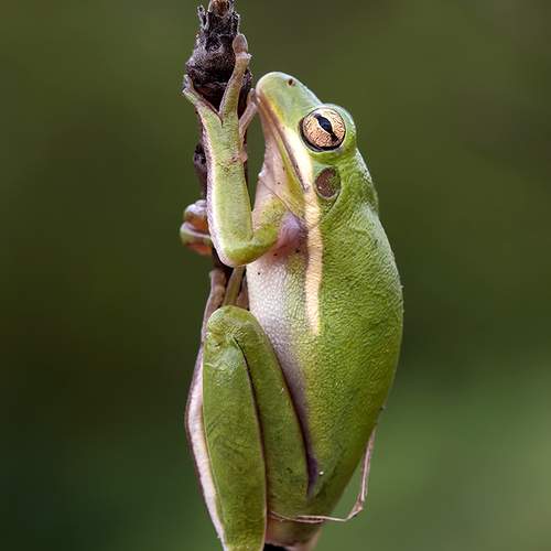 Превью фотографии фотографа Etkind Elizabeth