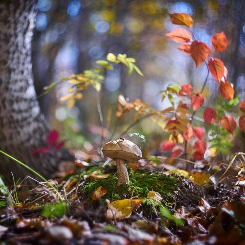 Превью фотографии фотографа Vlad