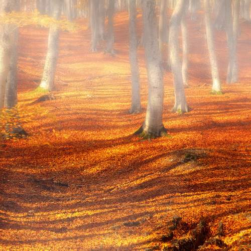 Preview Photographer\'s photo Абашкин Сергей