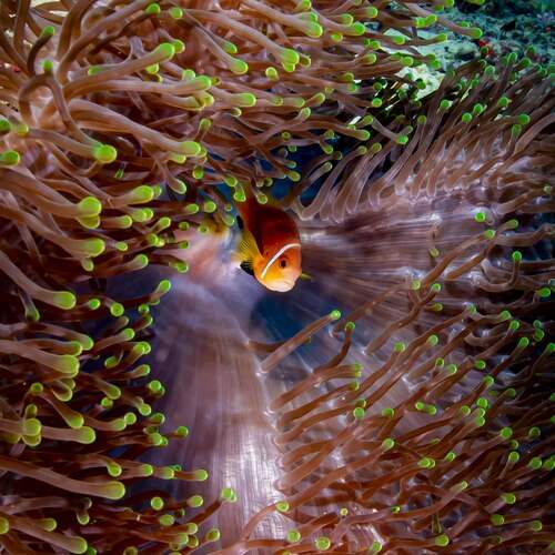 Превью фотографии фотографа Plakida Alexander