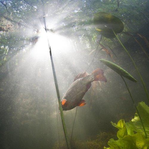 Preview Photographer\'s photo Эдуард VTORNIK  Николаев