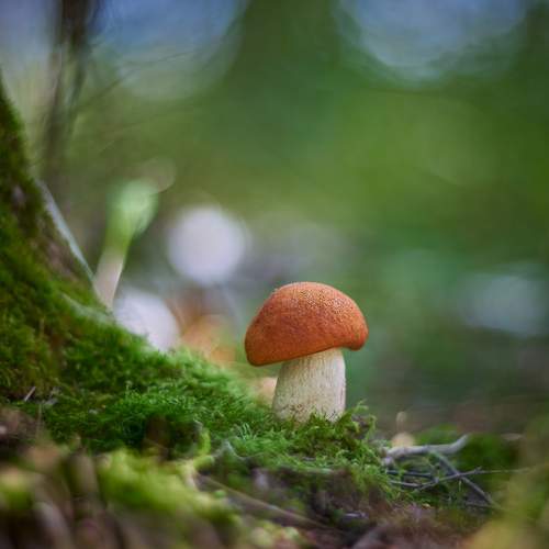 Превью фотографии фотографа Vlad