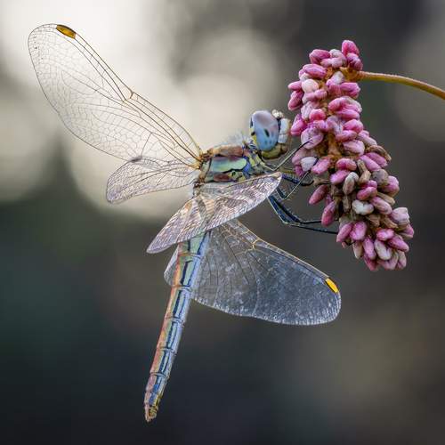 Preview Photographer\'s photo Alexsandr Grigoriev