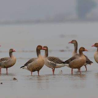 Photo 13567417
