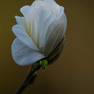 Photo 13568183