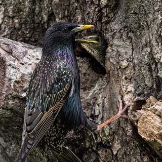 Photo 13596182
