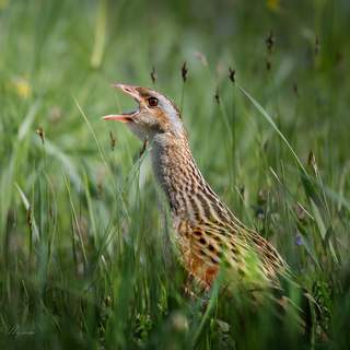 Photo 13606436