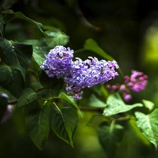 Photo 13606755