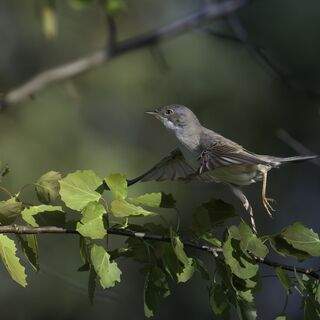 Photo 13608857