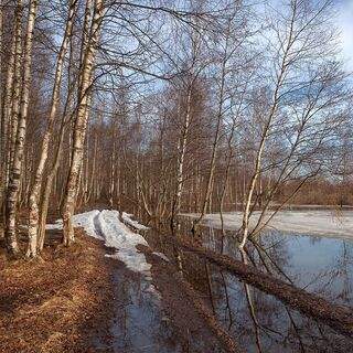 Photo 13632142