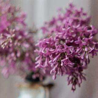 Photo 13636662