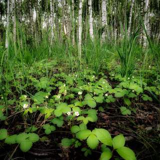 Photo 13636780