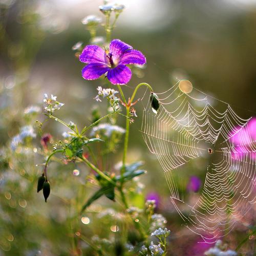 Превью фотографии фотографа Свистков Александр