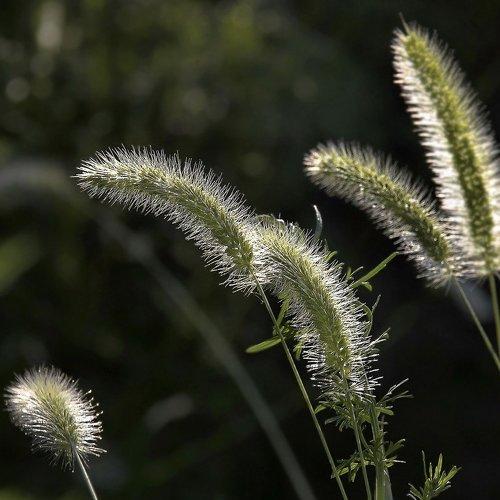 Превью фотографии фотографа Геннадий Меремьянин